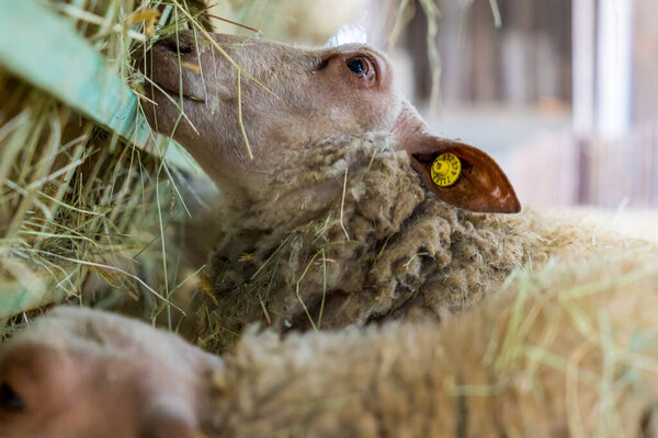 Овца ест сено внутри овчарки