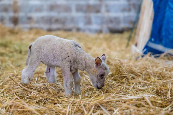 Little lamb a few days old on its legs in the straw