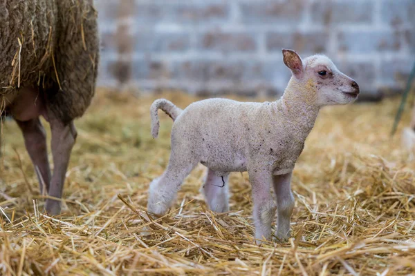 Little lamb a few days old on its legs in the straw