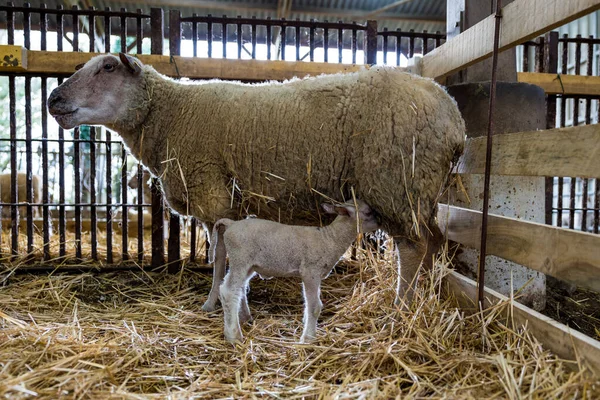 Day old lamb suckling from its mother