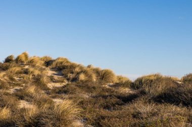 Sand dunes on the edge of the Mediterranean covered with marram grass