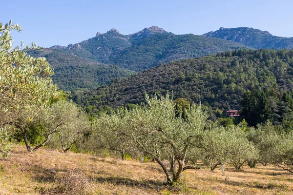 Field of olive trees near the village of Olargues in the Haut-Languedoc Regional Natural Park
