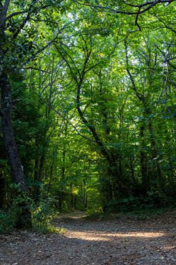 Forest path in the communal forest of Olargues in the Haut-Languedoc Regional Natural Park