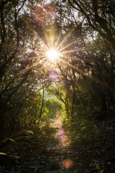 Rising sun beaming over a hiking path in the forest near Olargues in the Haut-Languedoc Regional Natural Park
