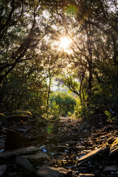 Rising sun beaming over a hiking path in the forest near Olargues in the Haut-Languedoc Regional Natural Park