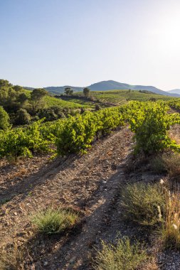 Bir yaz gününün sonunda Roquebrun 'daki Saint-Chinian üzüm bağlarında manzara