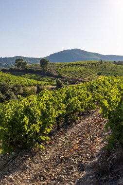Bir yaz gününün sonunda Roquebrun 'daki Saint-Chinian üzüm bağlarında manzara