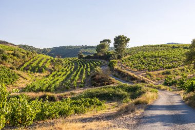 Bir yaz gününün sonunda Roquebrun 'daki Saint-Chinian üzüm bağlarında manzara
