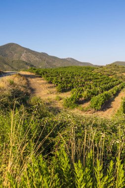 Bir yaz gününün sonunda Roquebrun 'daki Saint-Chinian üzüm bağlarında manzara