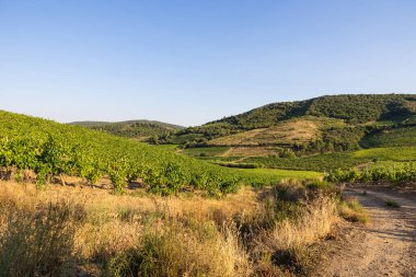 Bir yaz gününün sonunda Roquebrun 'daki Saint-Chinian üzüm bağlarında manzara