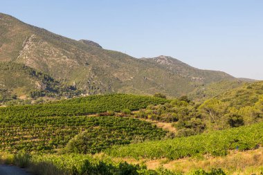 Bir yaz gününün sonunda Roquebrun 'daki Saint-Chinian üzüm bağlarında manzara