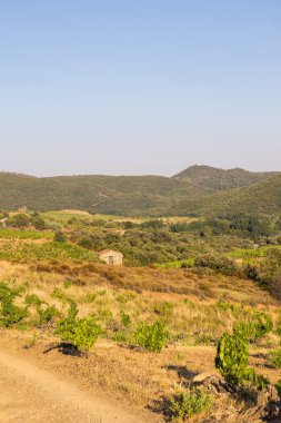 Bir yaz gününün sonunda Roquebrun 'daki Saint-Chinian üzüm bağlarında manzara