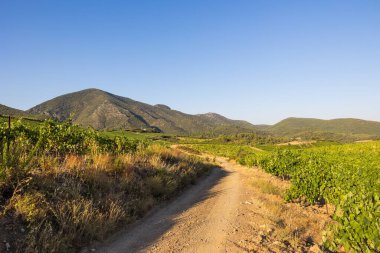 Bir yaz gününün sonunda Roquebrun 'daki Saint-Chinian üzüm bağlarında manzara