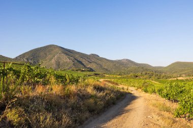 Bir yaz gününün sonunda Roquebrun 'daki Saint-Chinian üzüm bağlarında manzara