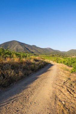 Bir yaz gününün sonunda Roquebrun 'daki Saint-Chinian üzüm bağlarında manzara