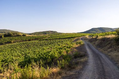 Bir yaz gününün sonunda Roquebrun 'daki Saint-Chinian üzüm bağlarında manzara