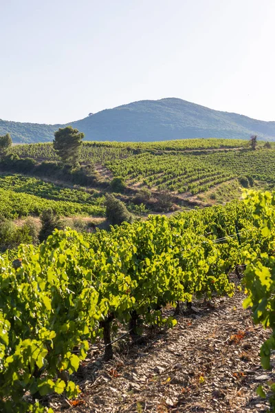 Vista Final Dia Verão Nas Vinhas Saint Chinian Roquebrun — Fotografia de Stock