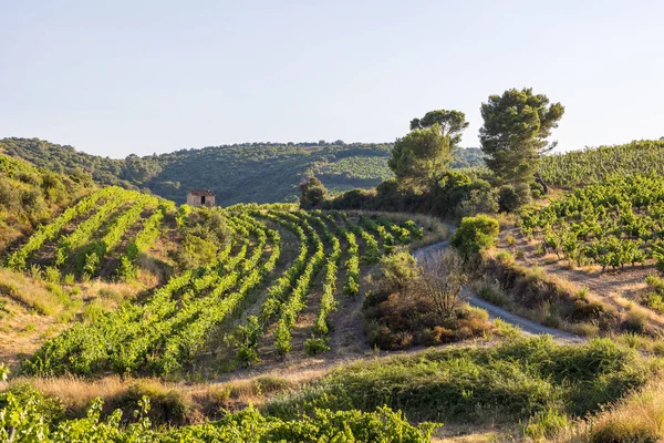 Vista Final Día Verano Sobre Los Viñedos Saint Chinian Roquebrun — Foto de Stock