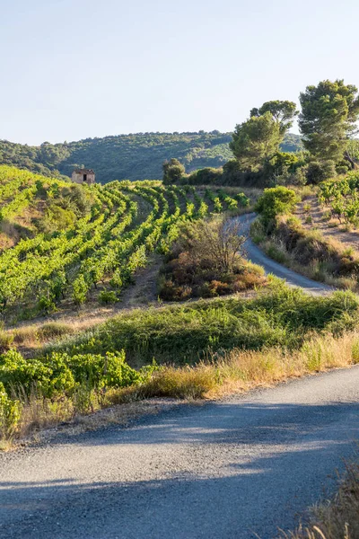 Widok Koniec Letniego Dnia Winnice Saint Chinian Roquebrun — Zdjęcie stockowe