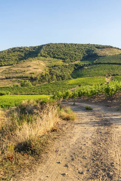 Widok Koniec Letniego Dnia Winnice Saint Chinian Roquebrun — Zdjęcie stockowe