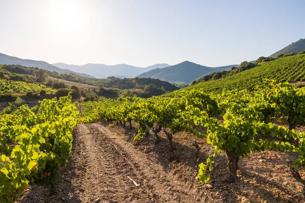 Uitzicht Aan Het Einde Van Een Zomerdag Wijngaarden Van Saint — Stockfoto