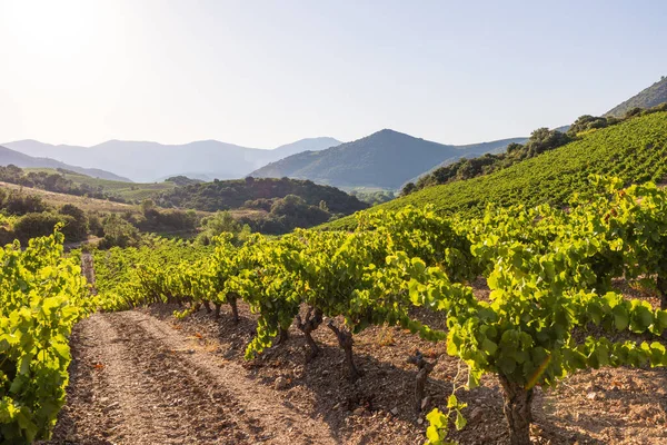Uitzicht Aan Het Einde Van Een Zomerdag Wijngaarden Van Saint — Stockfoto