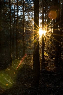 Sabah güneşinin ışıltısı ormanda Haut-Languedoc Doğa Parkı 'ndaki Mont Caroux' un tepesinde