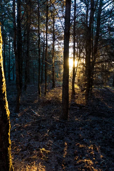 Promień Porannego Słońca Przez Las Szczycie Mont Caroux Regionalnym Parku — Zdjęcie stockowe