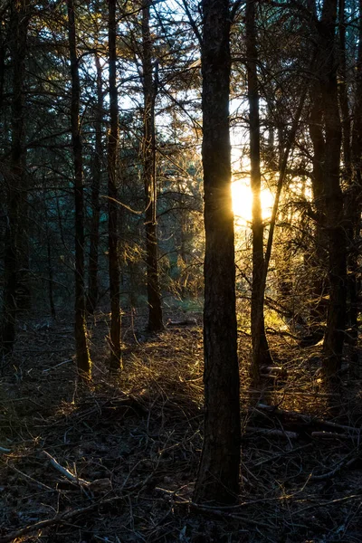 stock image Ray of morning sunshine through the forest on top of Mont Caroux in the Haut-Languedoc Regional Nature Park