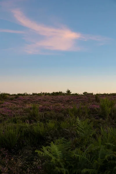 Blick Bei Sonnenaufgang Über Die Heide Und Farnmoore Des Mont — Stockfoto