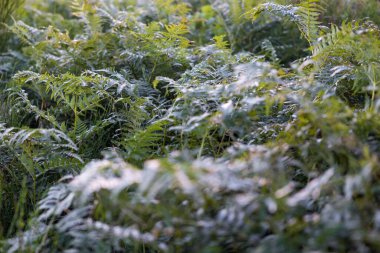 Eğreltiotları Mont Caroux 'un tepesinde