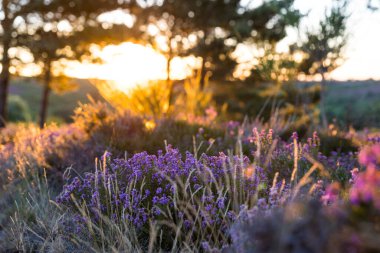 Heather gün doğumunda Haut-Languedoc Doğa Parkı 'ndaki Mont Caroux zirvesinde.