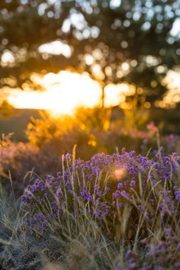 Heather gün doğumunda Haut-Languedoc Doğa Parkı 'ndaki Mont Caroux zirvesinde.