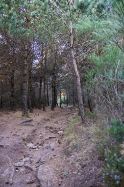 Mont Caroux 'un tepesindeki ormanda yürüyüş yolu.