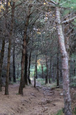 Mont Caroux 'un tepesindeki ormanda yürüyüş yolu.