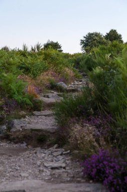 Mont Caroux 'nun fundalık ve eğreltiotu kırlarında yürüyüş yolu