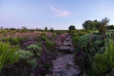 Mont Caroux 'nun fundalık ve eğreltiotu kırlarında yürüyüş yolu