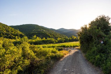 Roquebrun 'daki Ceps köyünün yakınındaki küçük bir yoldan Saint-Chinian üzüm bağının gün batımı manzarası