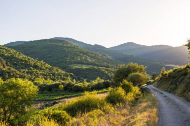 Roquebrun 'daki Ceps köyünün yakınındaki küçük bir yoldan Saint-Chinian üzüm bağının gün batımı manzarası