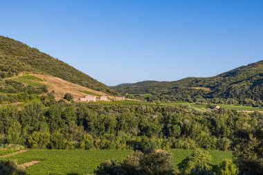 Roquebrun 'daki Ceps köyünün yakınındaki Saint-Chinian üzüm bağının gün batımı manzarası