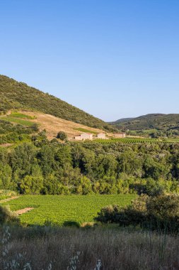 Roquebrun 'daki Ceps köyünün yakınındaki Saint-Chinian üzüm bağının gün batımı manzarası
