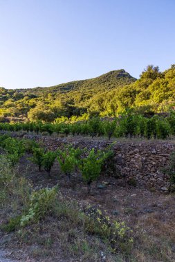 Roquebrun 'daki Ceps köyünün yakınındaki Saint-Chinian üzüm bağının gün batımı manzarası