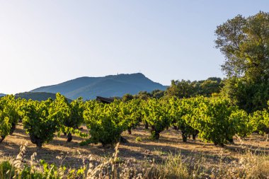 Roquebrun 'daki Ceps köyünün yakınındaki Saint-Chinian üzüm bağının gün batımı manzarası