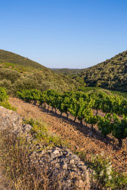 Roquebrun 'daki Ceps köyünün yakınındaki Saint-Chinian üzüm bağının gün batımı manzarası