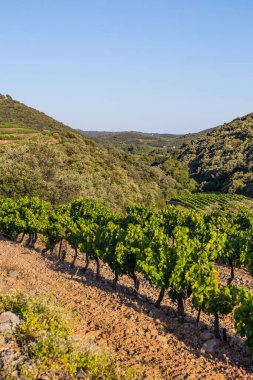 Roquebrun 'daki Ceps köyünün yakınındaki Saint-Chinian üzüm bağının gün batımı manzarası