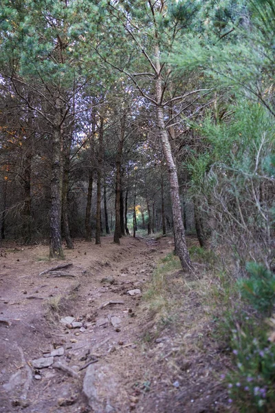 stock image Hiking path in the forest at the top of Mont Caroux