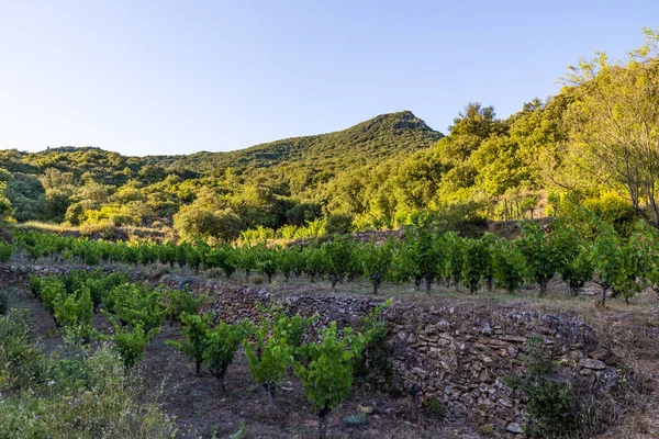 stock image Sunset view of the Saint-Chinian vineyard near the hamlet of Ceps in Roquebrun