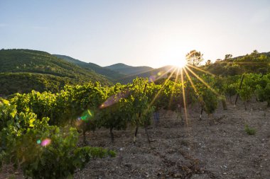 Roquebrun 'daki Ceps köyünün yakınındaki Saint-Chinian üzüm bağının gün batımı manzarası