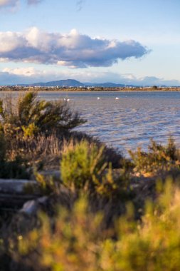Esclavon 'dan Pic Saint-Loup manzarası, Arnel göletindeki doğal bir ada, sayısız pembe flamingoyla dolu.