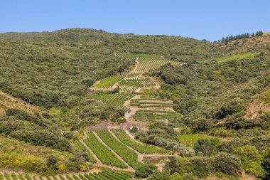 Roquebrun 'daki Haut-Languedoc Bölgesel Parkı' ndaki Hameau de Ceps 'deki Kürenin etrafındaki dağlar ve üzüm bağları